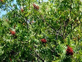 Green foliage with small red clusters of berry-like fruit