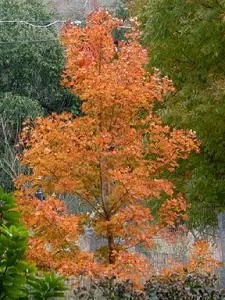 Tree with bright orange autumn leaves in contrast to a background of green foliage.