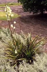 Yucca plant in bloom (white)