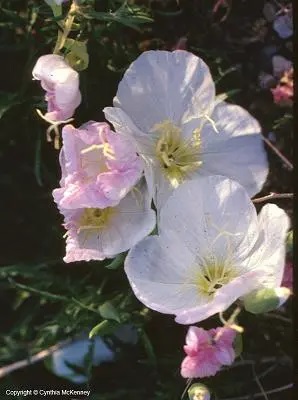 Pale pink flowers low to the ground