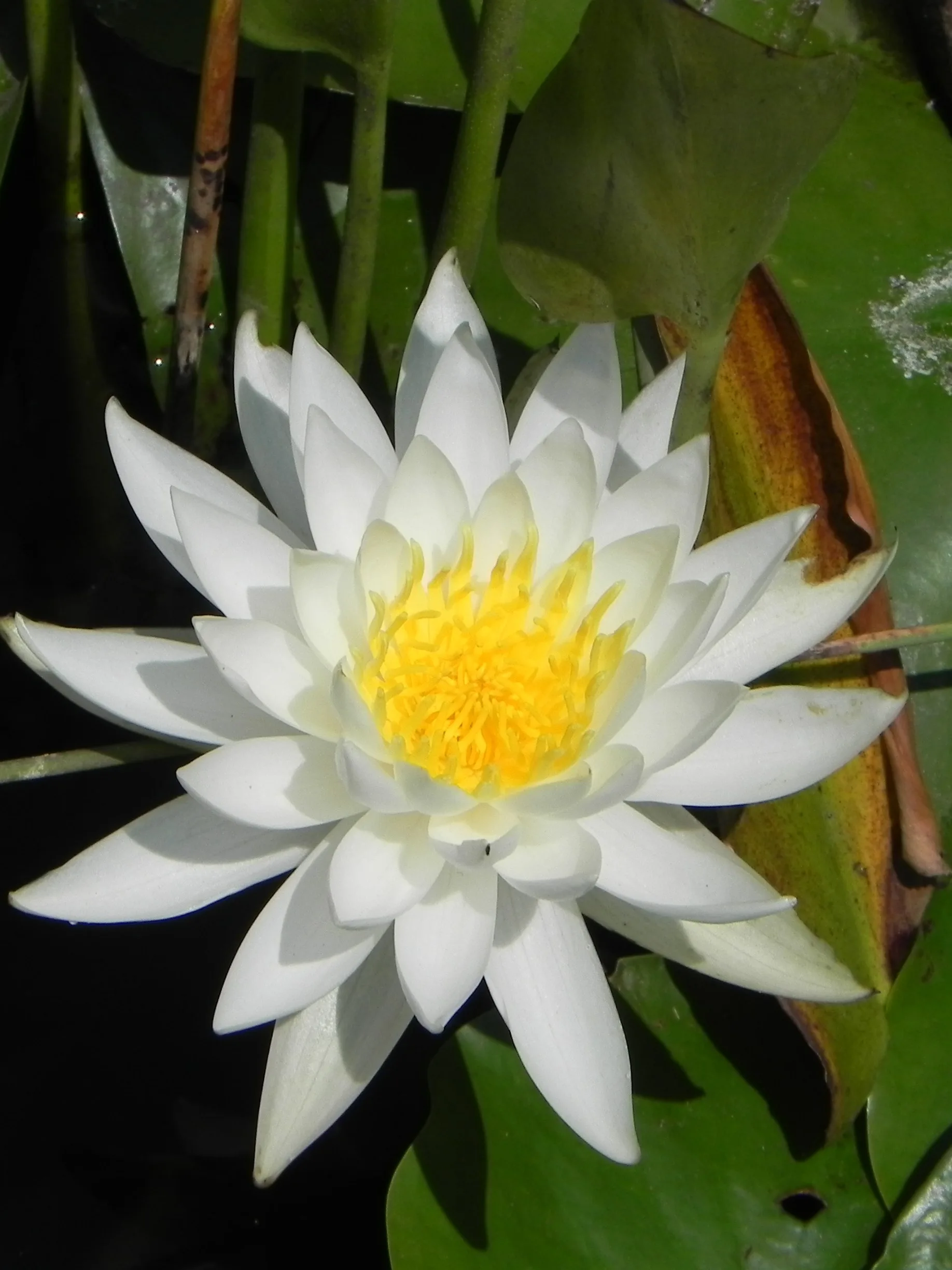 American White Water Lily