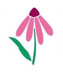 Illustration of a pink coneflower