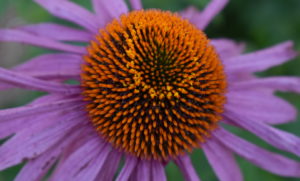 Close up of bright pink/purple coneflower with orange center.