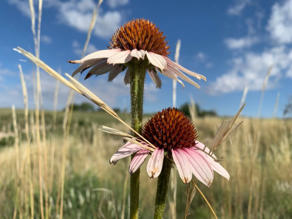 Side view of coneflowers in a field, blue sky above