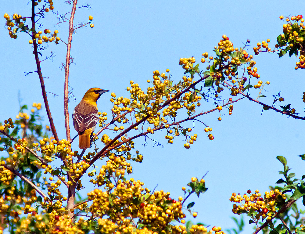 Orange bird in the top branches of a tree with yellow leaves. Set starkly against a blue sky.