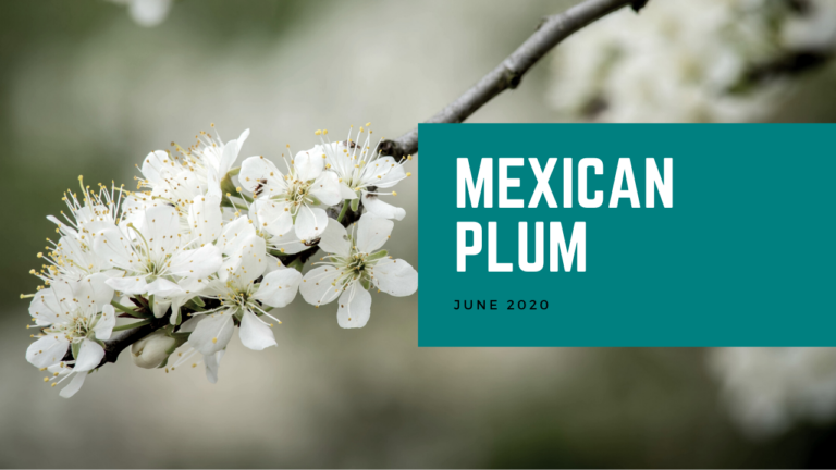 Mexican Plum