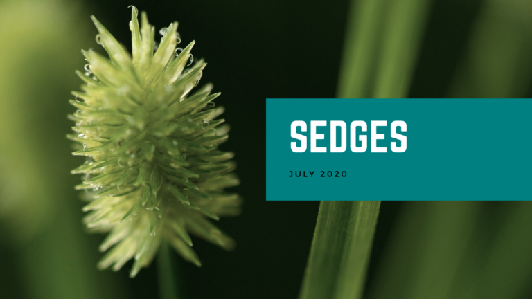 Sedge