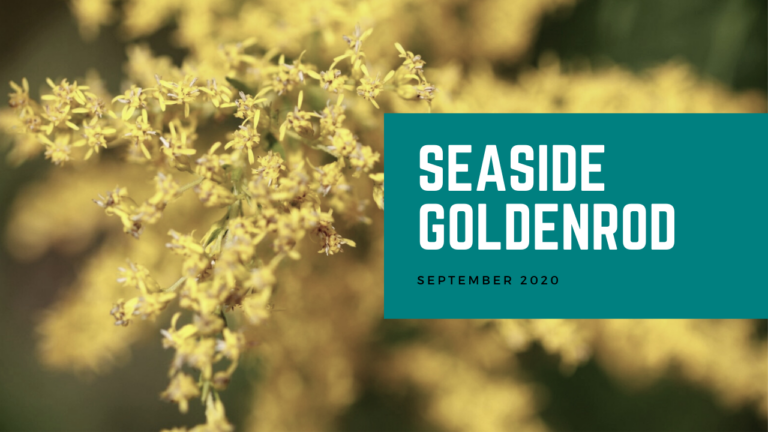 Seaside Goldenrod