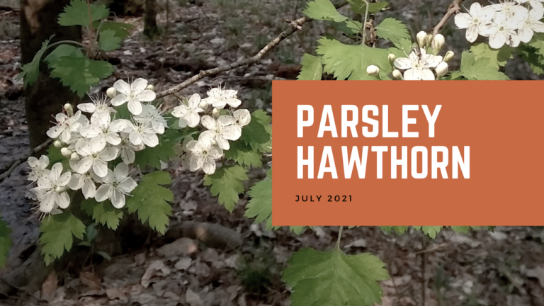 Parsley Hawthorn