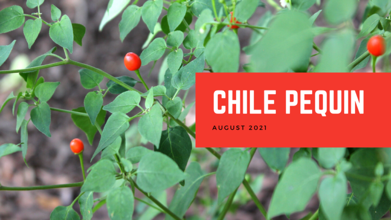 Chile Pequin