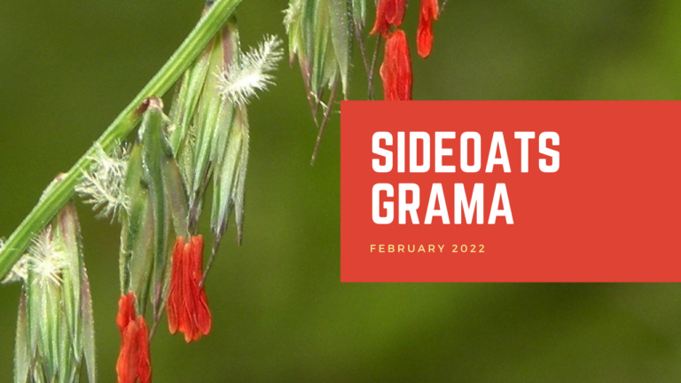 Sideoats Grama