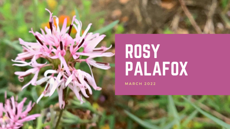 Rosy Palafox