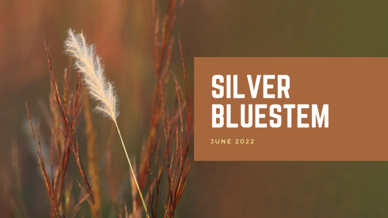 Silver Bluestem