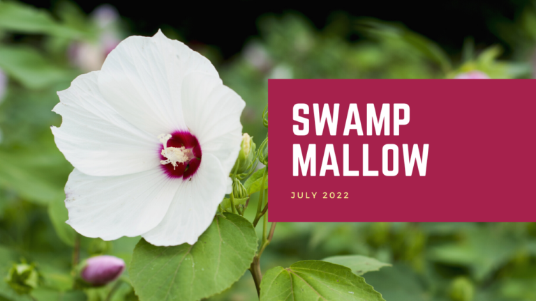 Swamp Mallow