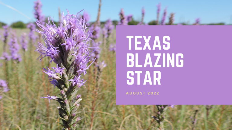 Texas Blazing Star