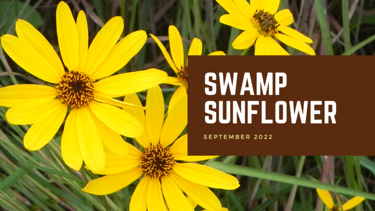 Swamp Sunflower