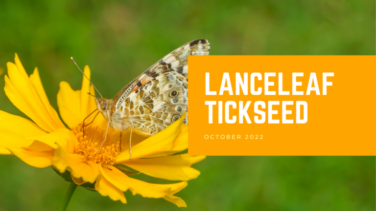 Lanceleaf Tickseed