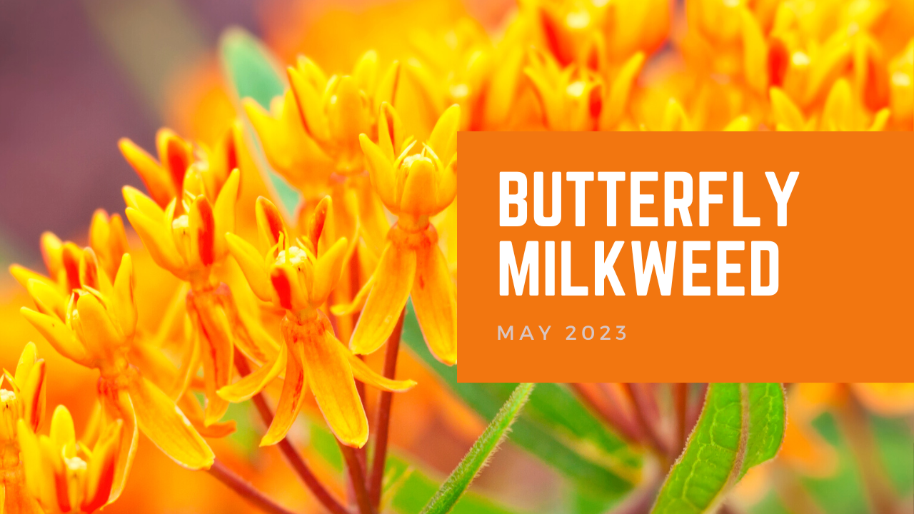 Butterfly Milkweed