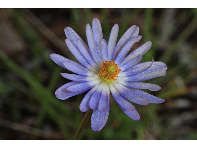 Courtesy: Cressler, Alan, https://www.wildflower.org/gallery/result.php?id_image=48298