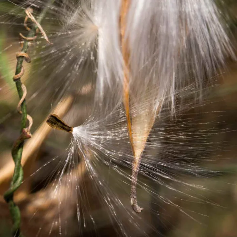 Photo Credit: https://store.underwoodgardens.com/vining-milkweed-seeds-funastrum-cynanchoides/f1213/