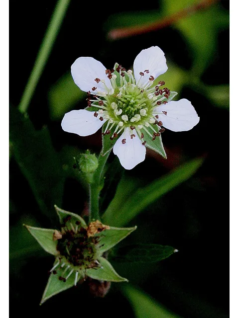 Courtesy: Smith, R.W., https://www.wildflower.org/gallery/result.php?id_image=32183