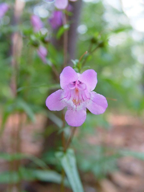 Courtesy: Bloodworth, Stefan, https://www.wildflower.org/gallery/result.php?id_image=19068