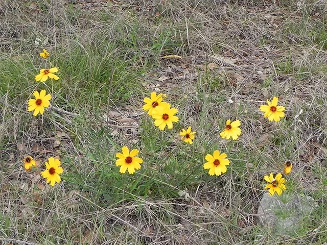 Courtesy: Richardson, Charmaine, https://www.wildflower.org/gallery/result.php?id_image=65150