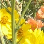 Close up of a patch of yellow and orange native flowers.