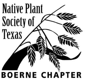 Native Plant Society of Texas Boerne Chapter logo, black and white image of tall grass