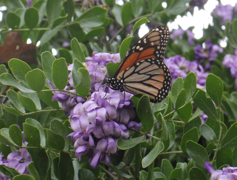 Monarch butterfly on purple cluster of flowers.