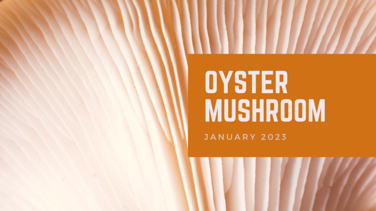 Oyster Mushroom