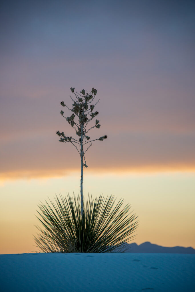 Sillouette of yucca plant against a soft orange and blue sunset.
