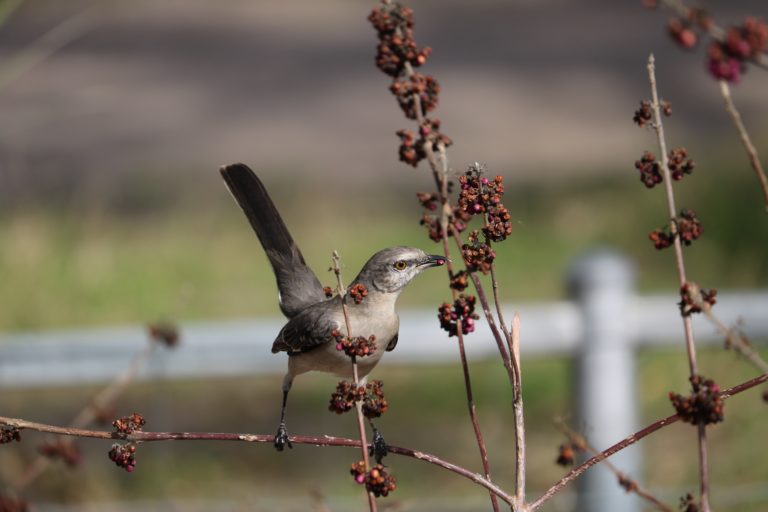 Image of Mockingbird eating berries from a Beautyberry bush.