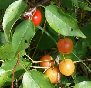 Small red-yellow plums on a branch.