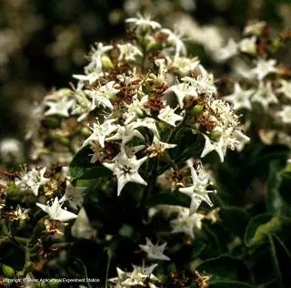 Small, white, star-shaped flowers