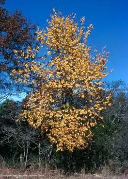 Medium sized bush-tree with bright yellow leaves against a deep blue sky.