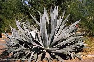 Large gray-green agave succulent.