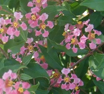 Pink flowers with yellow centers.