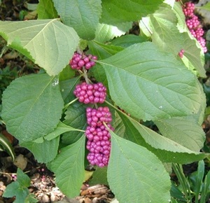 Purple clusters of berries and broad green leaves