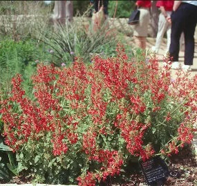 Stand of red blooms in a bed, people walking by in background.