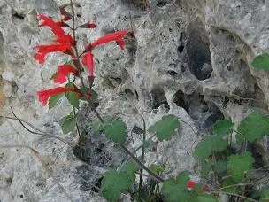 Bright red cluster of flowers atop a stem, gray rock in the background.