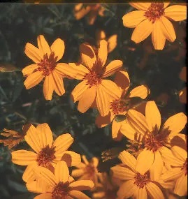 Bunch of deep yellow flowers with copper-color centers.