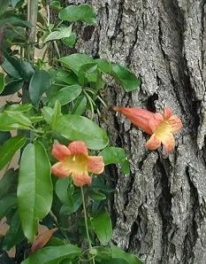 Trumpet shaped orange flowers on a green vine, growing against tree bark.