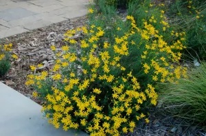 Mound of yellow flowers.