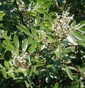 Small white clusters of flowers on a branch.