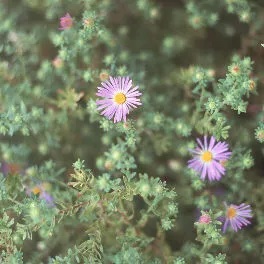 Small, purple, many-petaled flowers with a yellow center