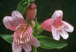 Close up of small, pink, striped flowers with long stamen.