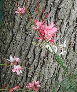 Pink flowers with gray bark in the background