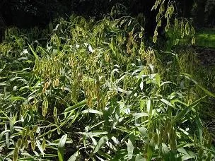 Bunch of tall grass with seeds at the end.
