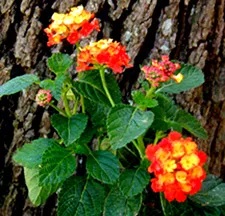 Cluster of blooms, yellow in the center, orange on the outside, characteristic of native Lantana (as opposed to other colors of non-native Lantana).